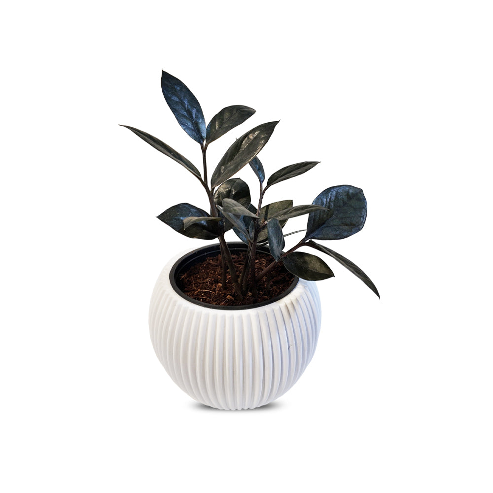 Black ZZ Plant with Pot