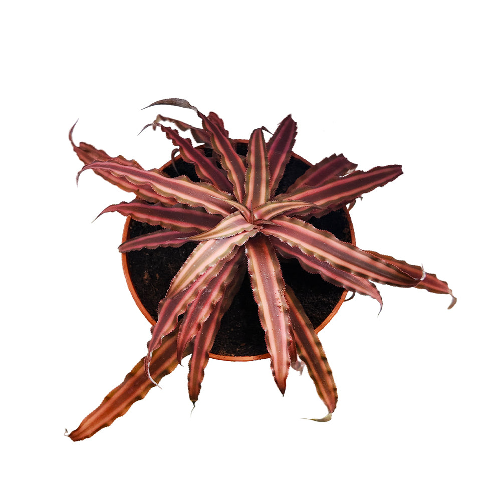 Cryptanthus Plant ( Earth Star Plant)