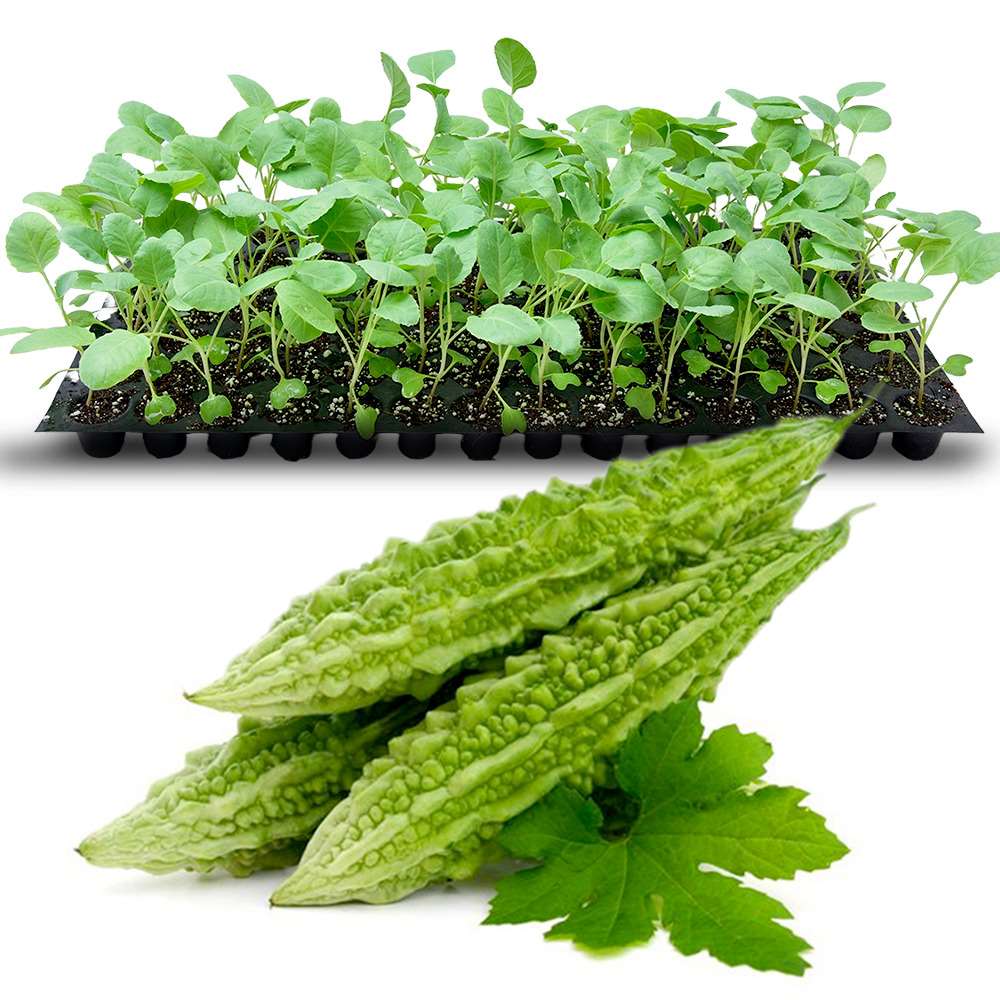 an image of bitter gourds and seedlings in a tray
