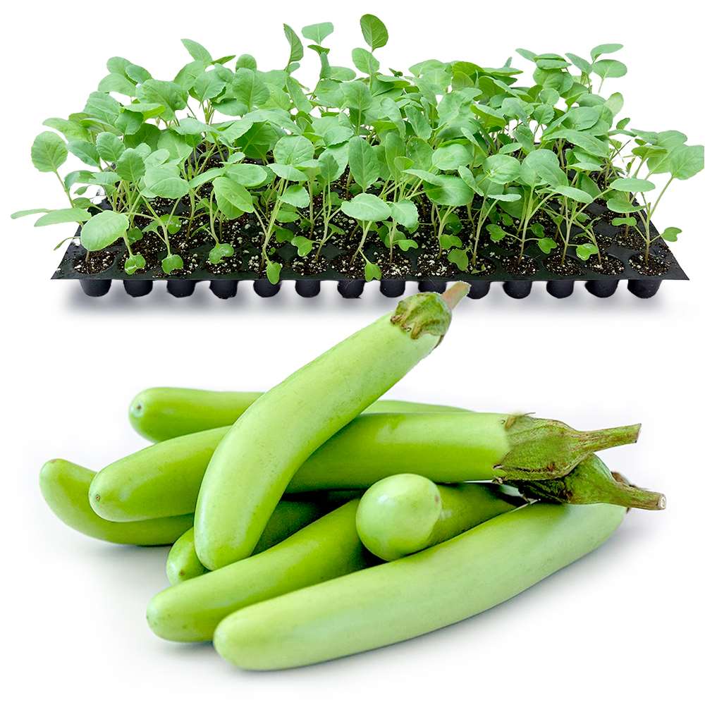 an image of green long brinjals and seedlings