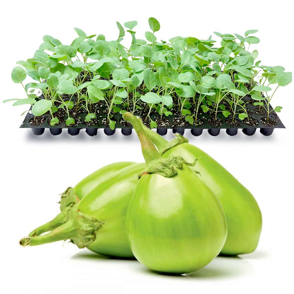 an image of green round Brinjals and seedlings