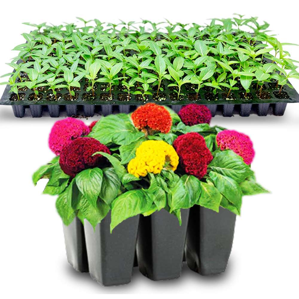 an image of mixed Celosia flowers and seedlings