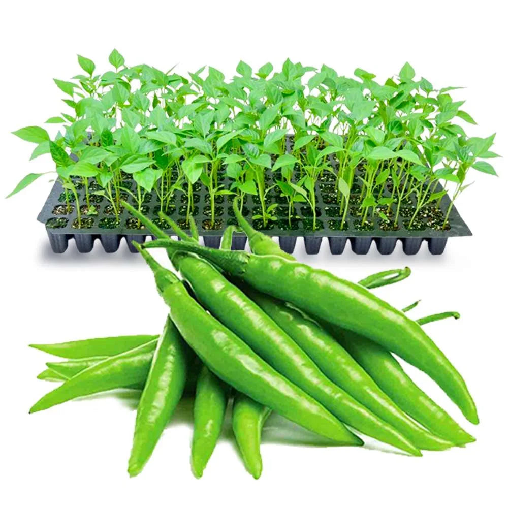 image of chilli sierra seedling tray