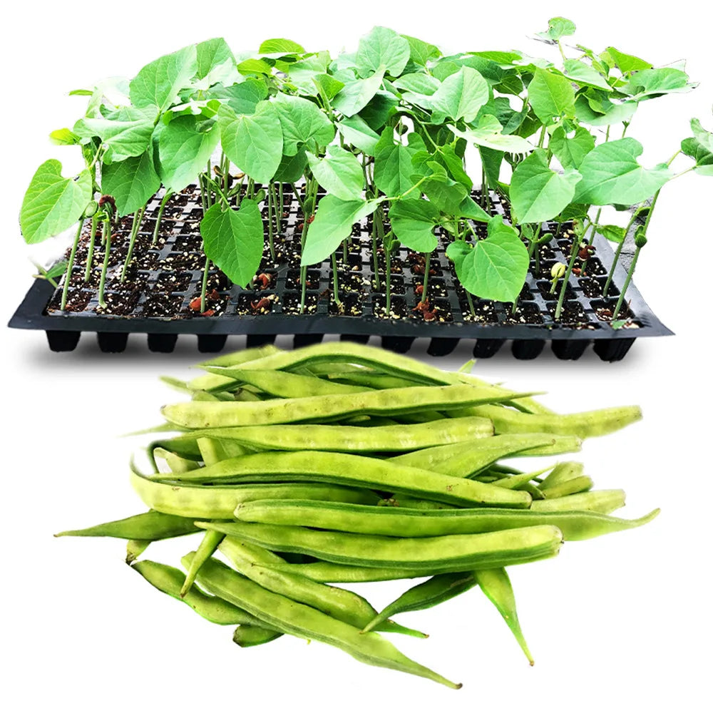 an image of cluster beans and cluster bean seedlings in tray
