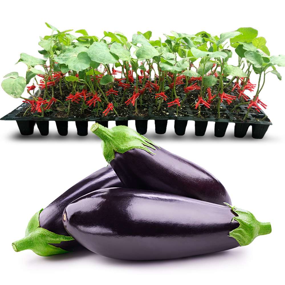 an image of grafted brinjal seedlings