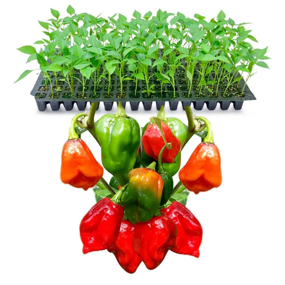 an image of gundu mulaku seedlings
