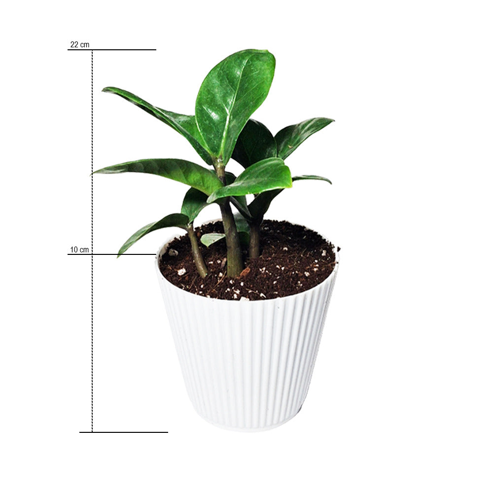 ZZ Plant With White Pot