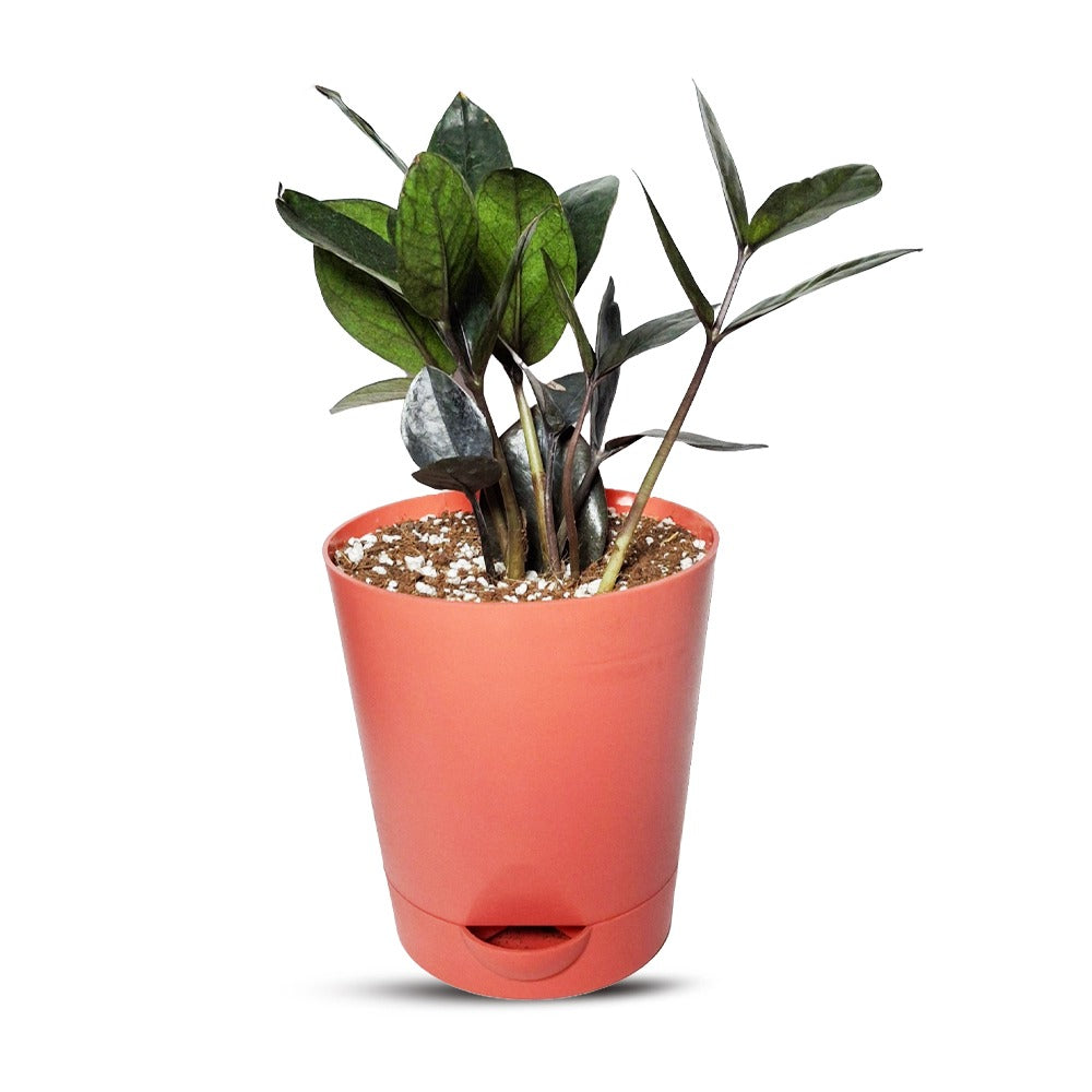 an image of black zz plant with self watering pot
