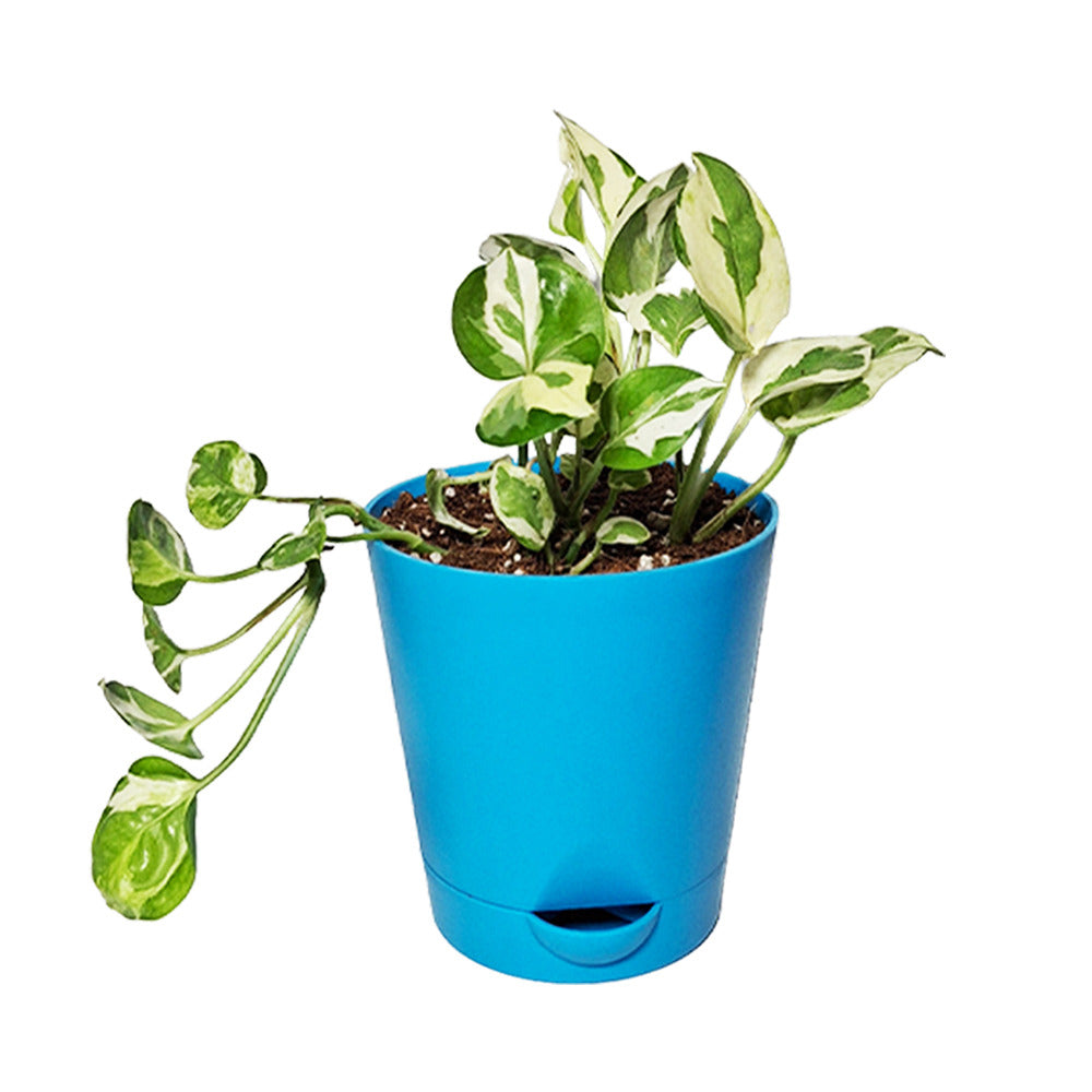 an image of a n'joy pothos plant in self watering pot