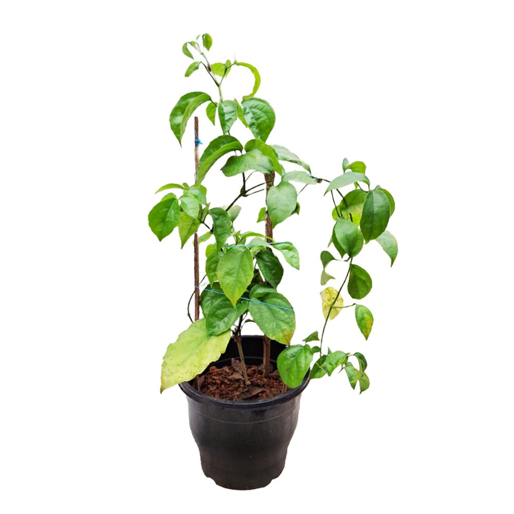 an image of a golden cascade creeper plant in a pot