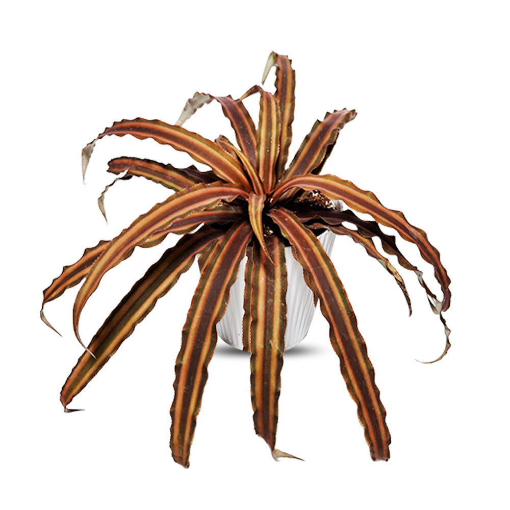 an image of Cryptanthus brown plant with white pot