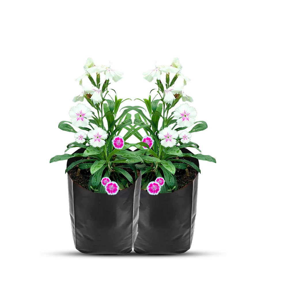 Dianthus 4 Plant Combo