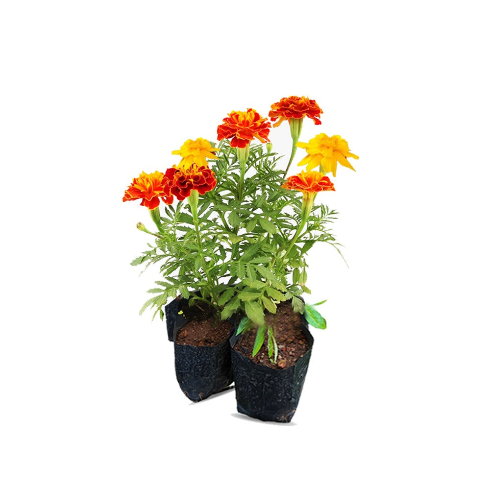 French Marigold 6 plant