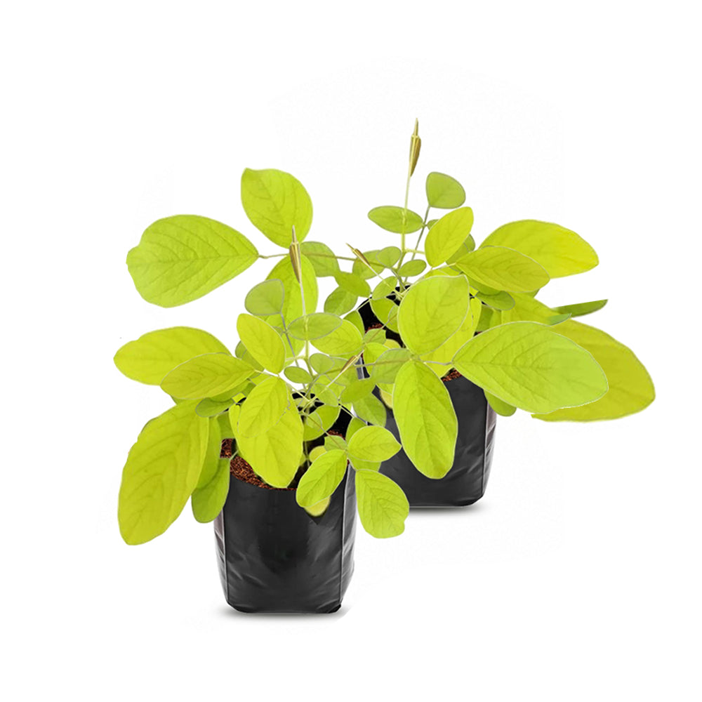 Golden Desmodium 2 plant combo