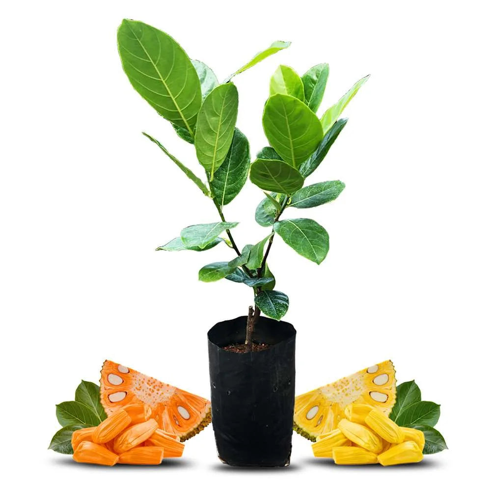 an image of jack-fruit plant with some jack fruits