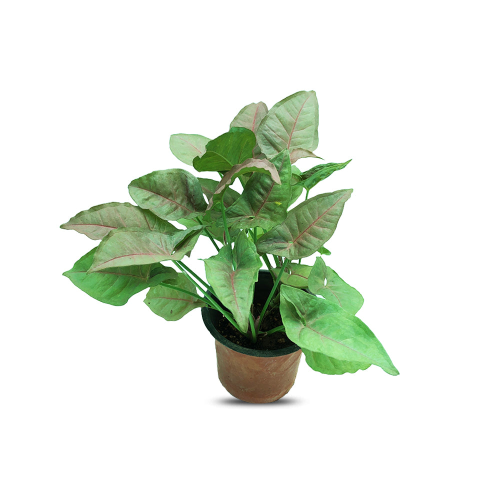 an image of syngonium plant