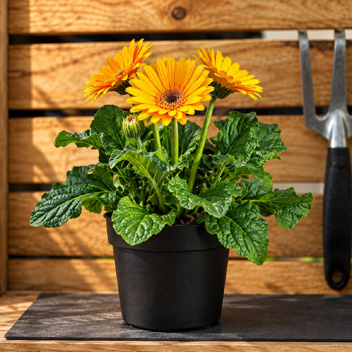 Gerbera Plant Combo Pack – Buy 3 Fresh Gerbera Plants Without Pot for Home Garden | Indoor & Outdoor Flowering Plants | Free Delivery in Kerala