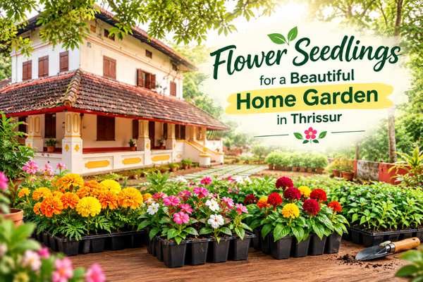 Best Flower Seedlings for Home Gardens in Thrissur