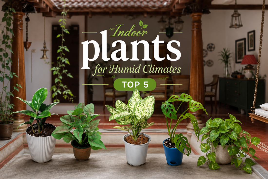Image of Indoor Plants for Humid Homes in Thrissur