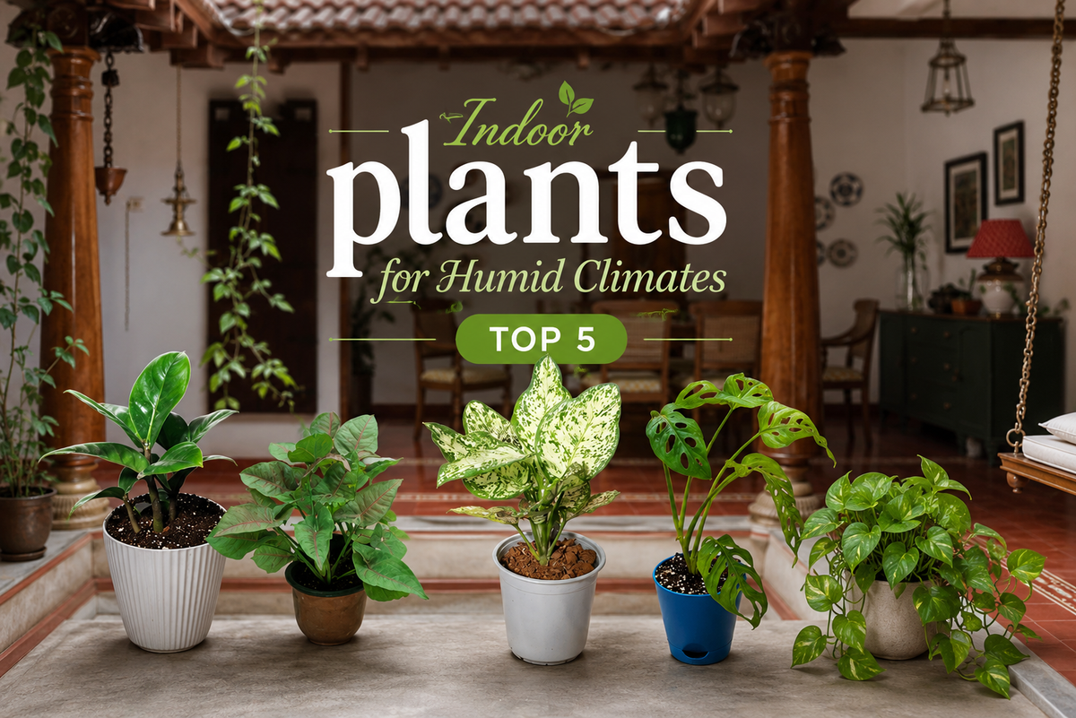Image of Indoor Plants for Humid Homes in Thrissur