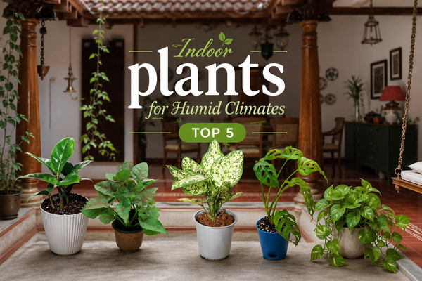 Image of Indoor Plants for Humid Homes in Thrissur