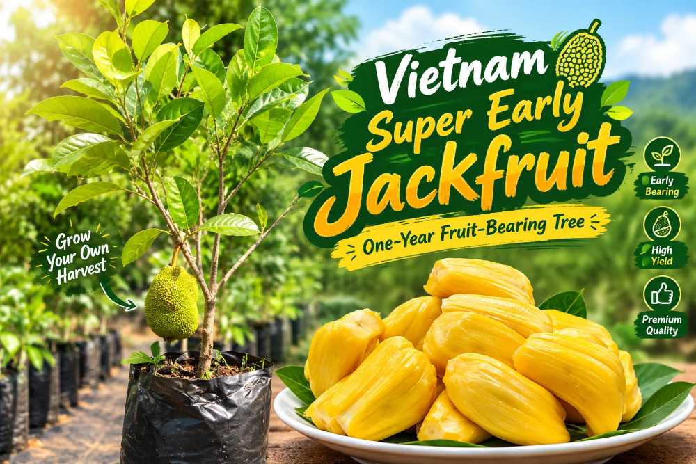 Vietnam Super Early Jackfruit: Why This One-Year Fruit-Bearing Tree Is Popular?