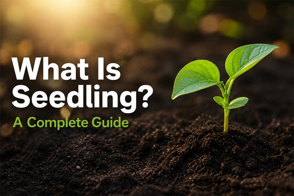 What Is a Seedling? A Complete Guide to Young Plants