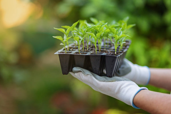 What Is Seedling? A Complete Guide