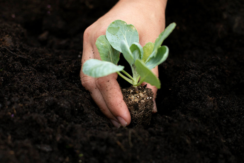 5 Easy Tips for Transplanting Vegetable Seedlings