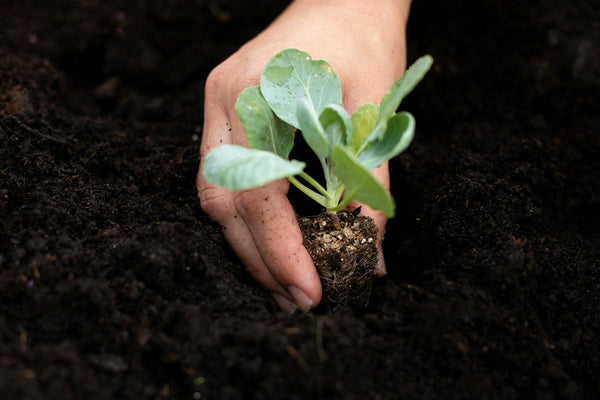5 Easy Tips for Transplanting Vegetable Seedlings