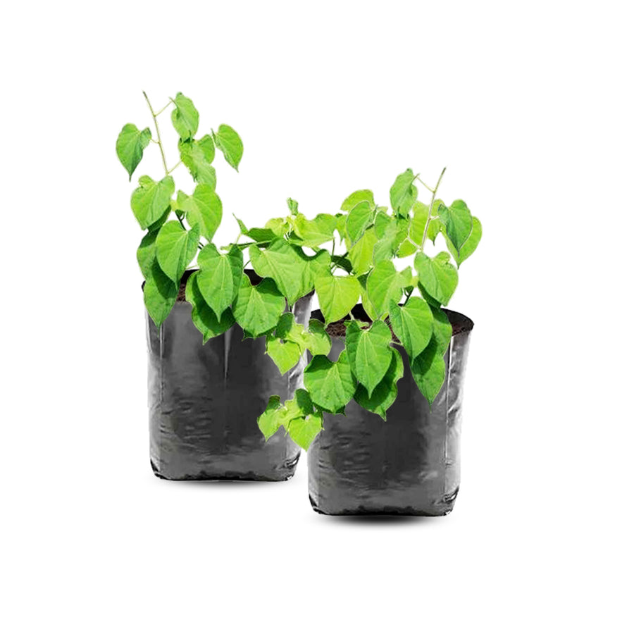 Beautiful Climbing Princess Vine