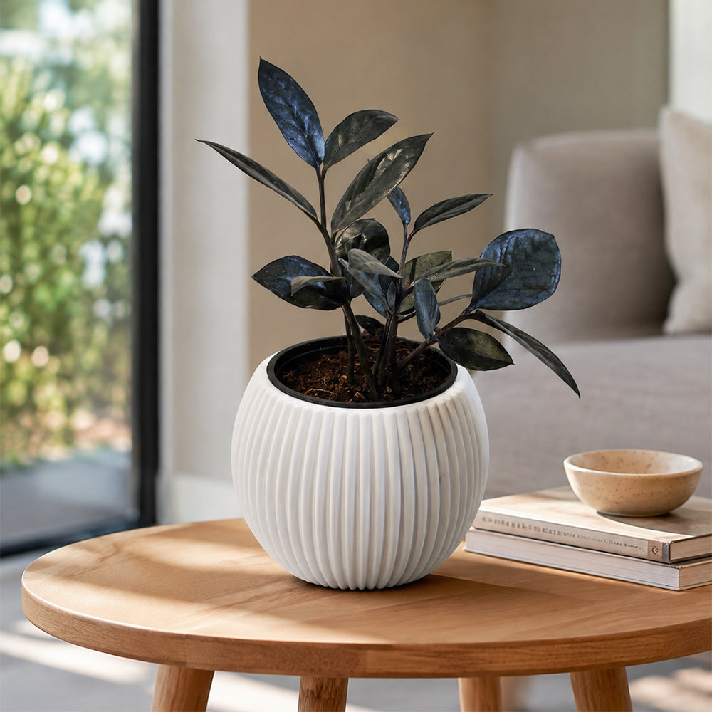 Black ZZ Plant with Pot