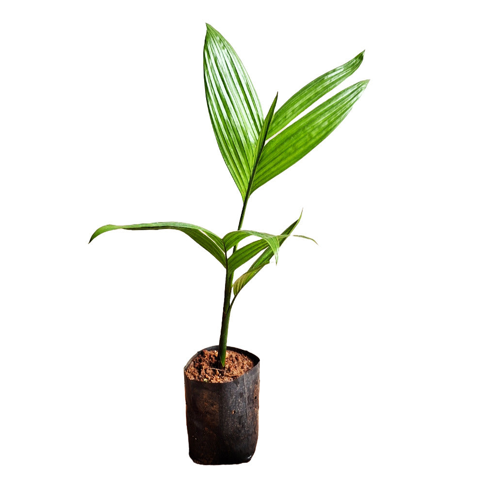 an image of areca nut plant aka kavungu
