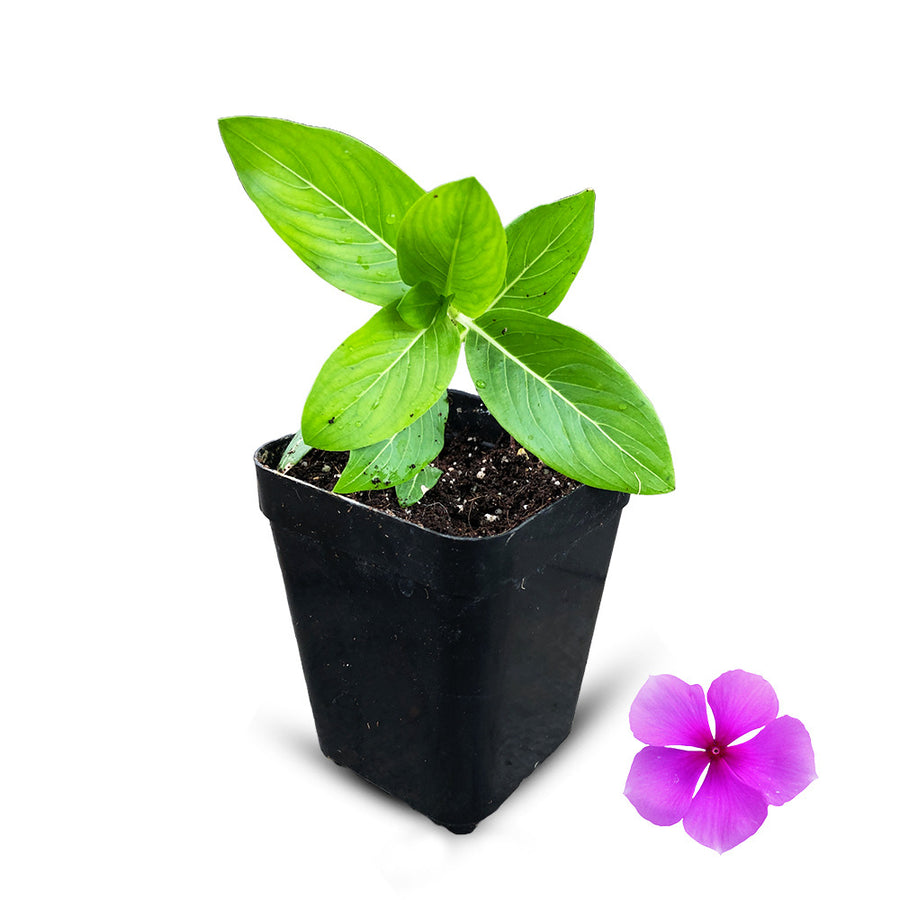 an image of hanging vinca young plant