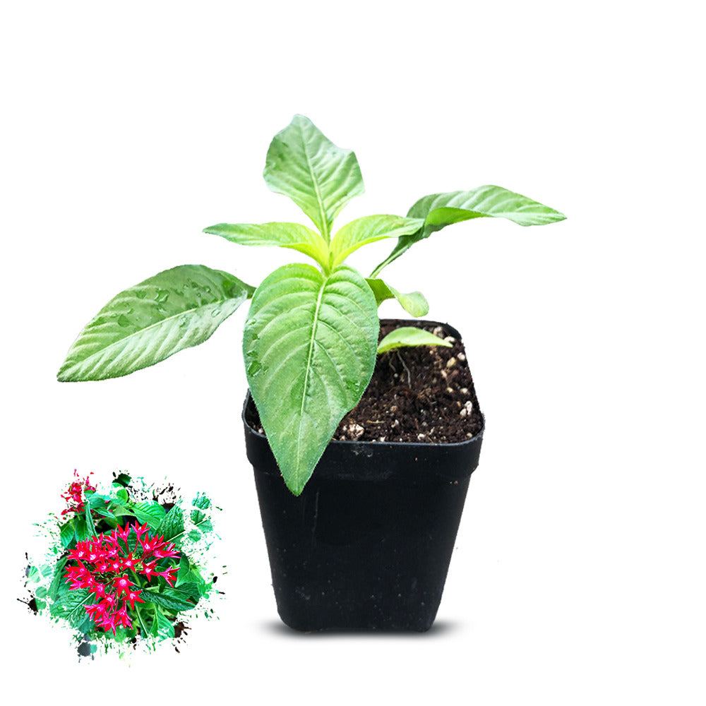 an image of pentus young plant