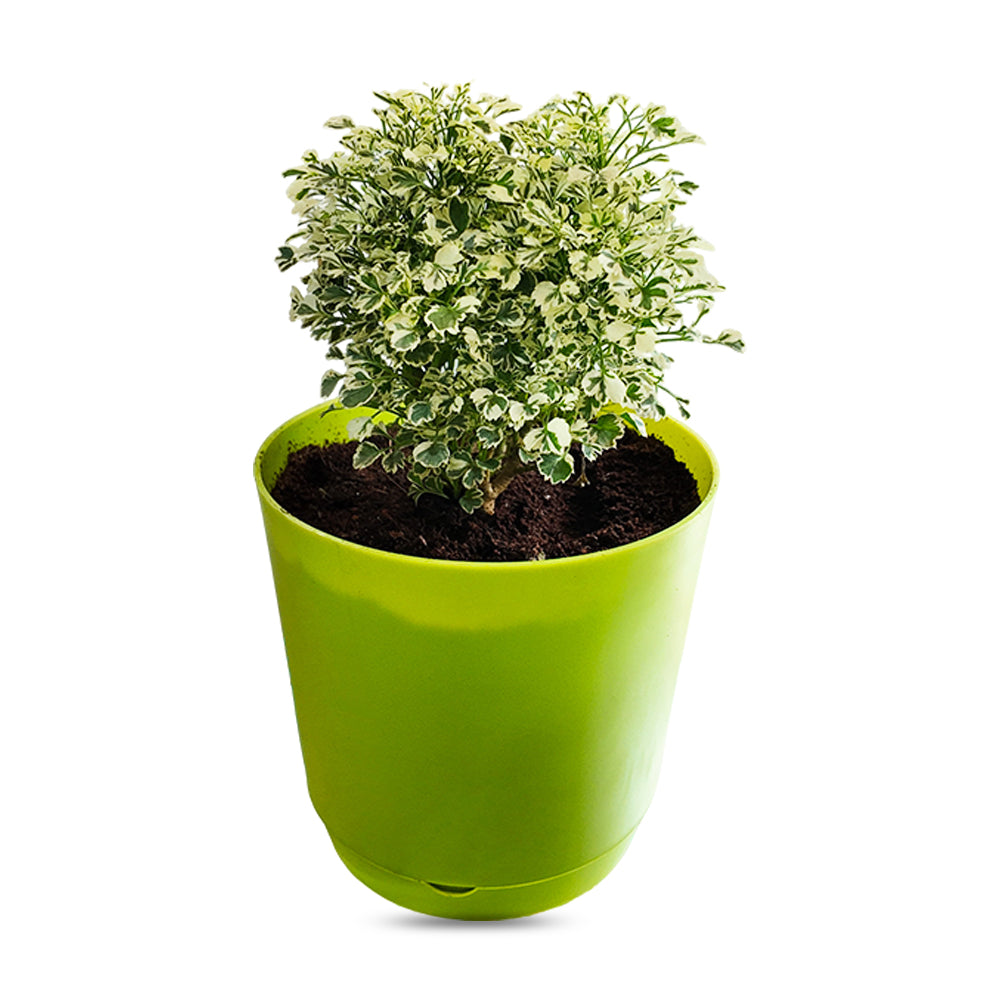 White Aralia Snow Flakes With Pot