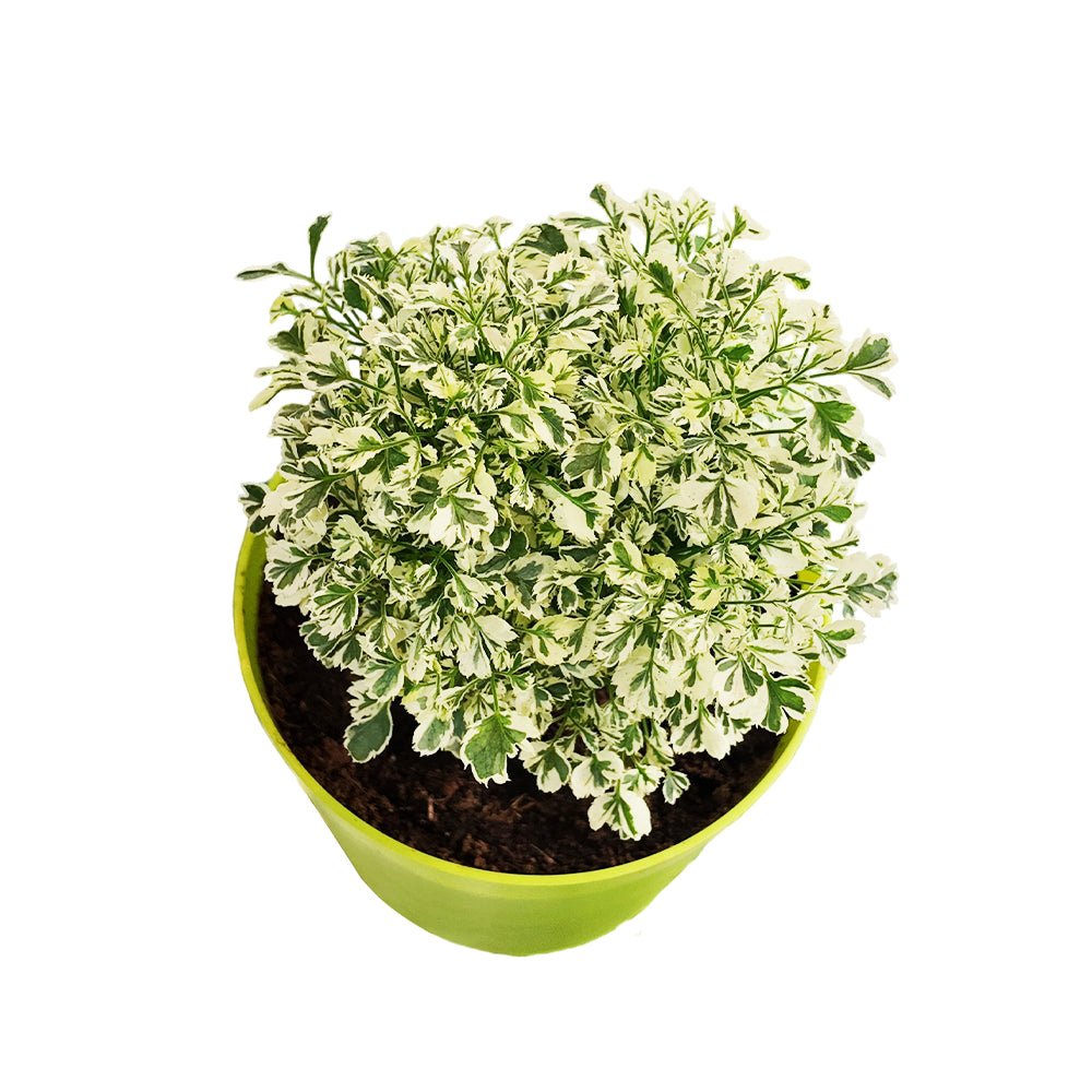 White Aralia Snow Flakes With Pot