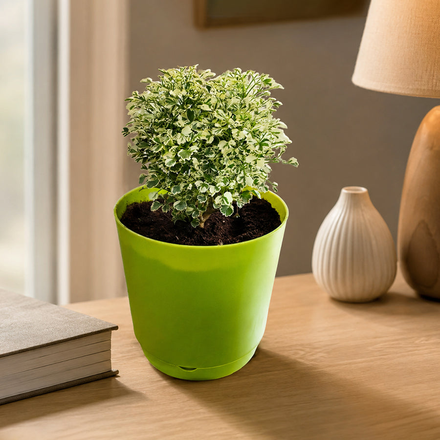 White Aralia Snow Flakes With Pot