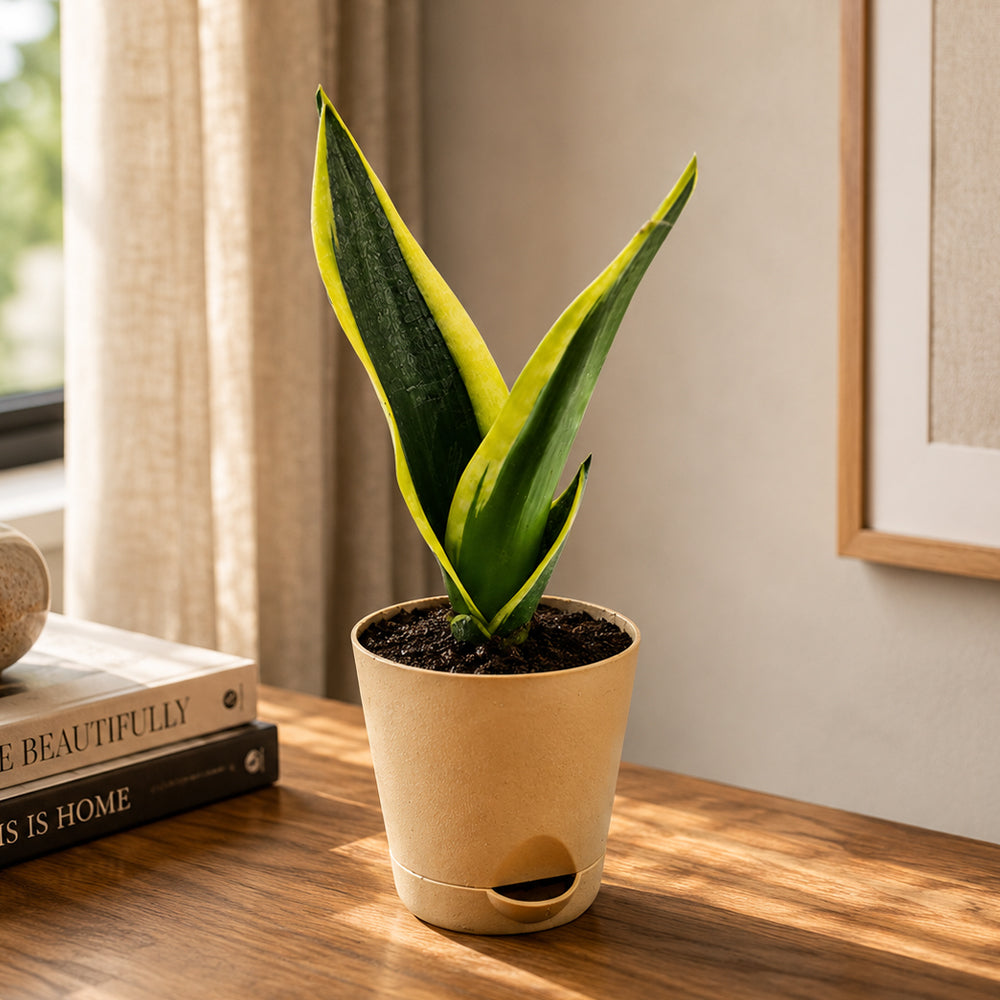 Sansevieria Black Gold