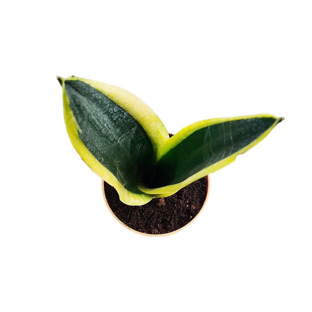 Sansevieria Black Gold