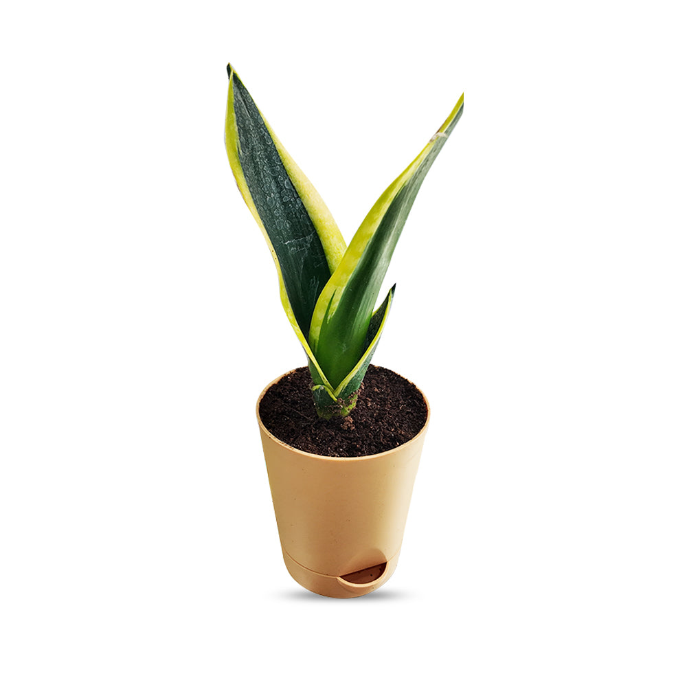 Sansevieria Black Gold
