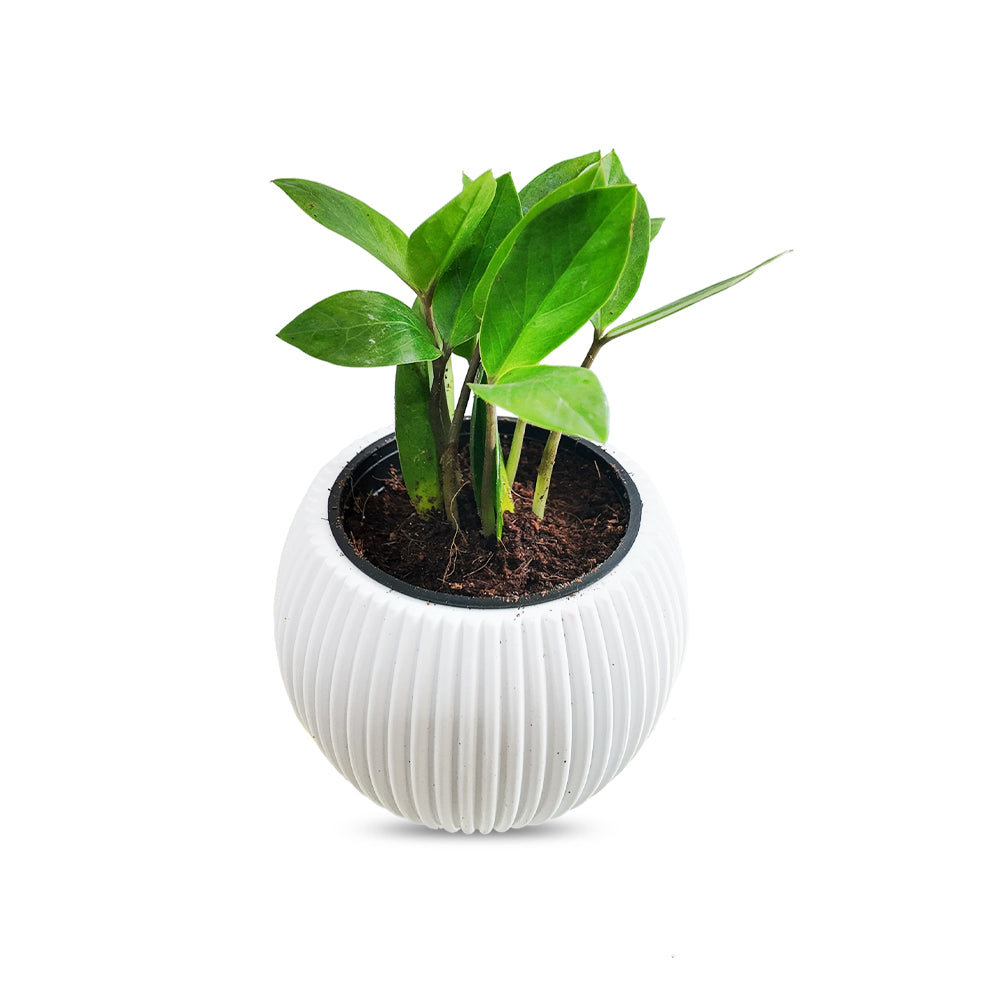 Zamioculcas zamiifolia (ZZ Plant)