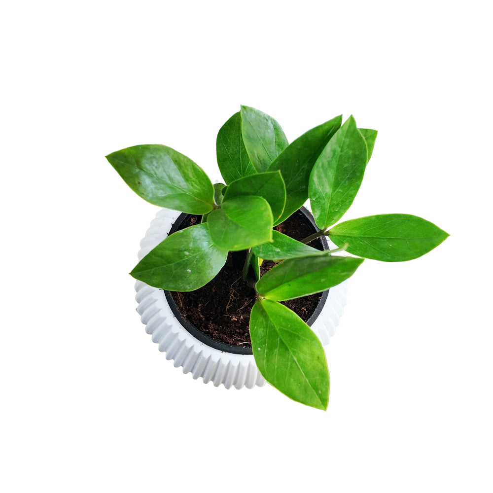 Zamioculcas zamiifolia (ZZ Plant)
