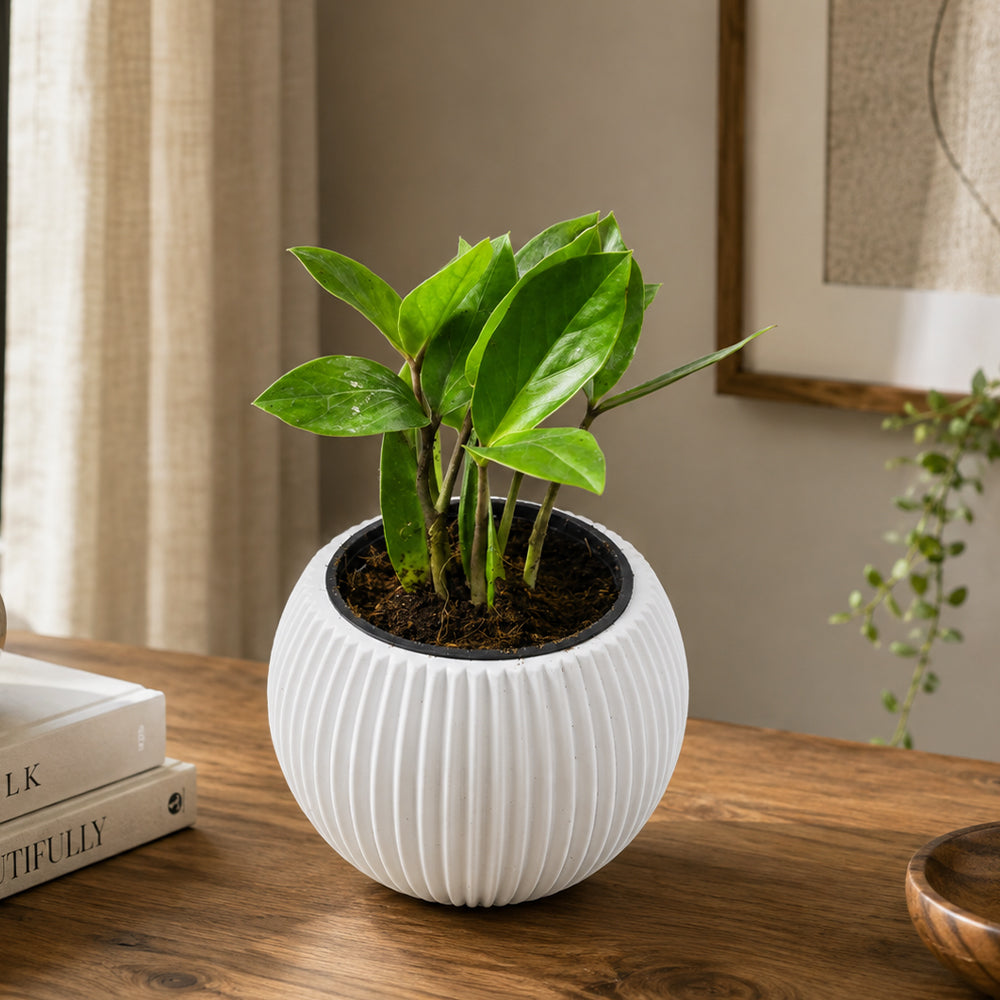 Zamioculcas zamiifolia (ZZ Plant)