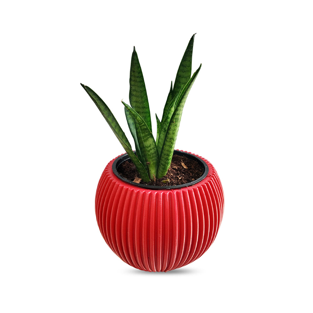 Snake Plant Sansevieria Lilliput With Pot