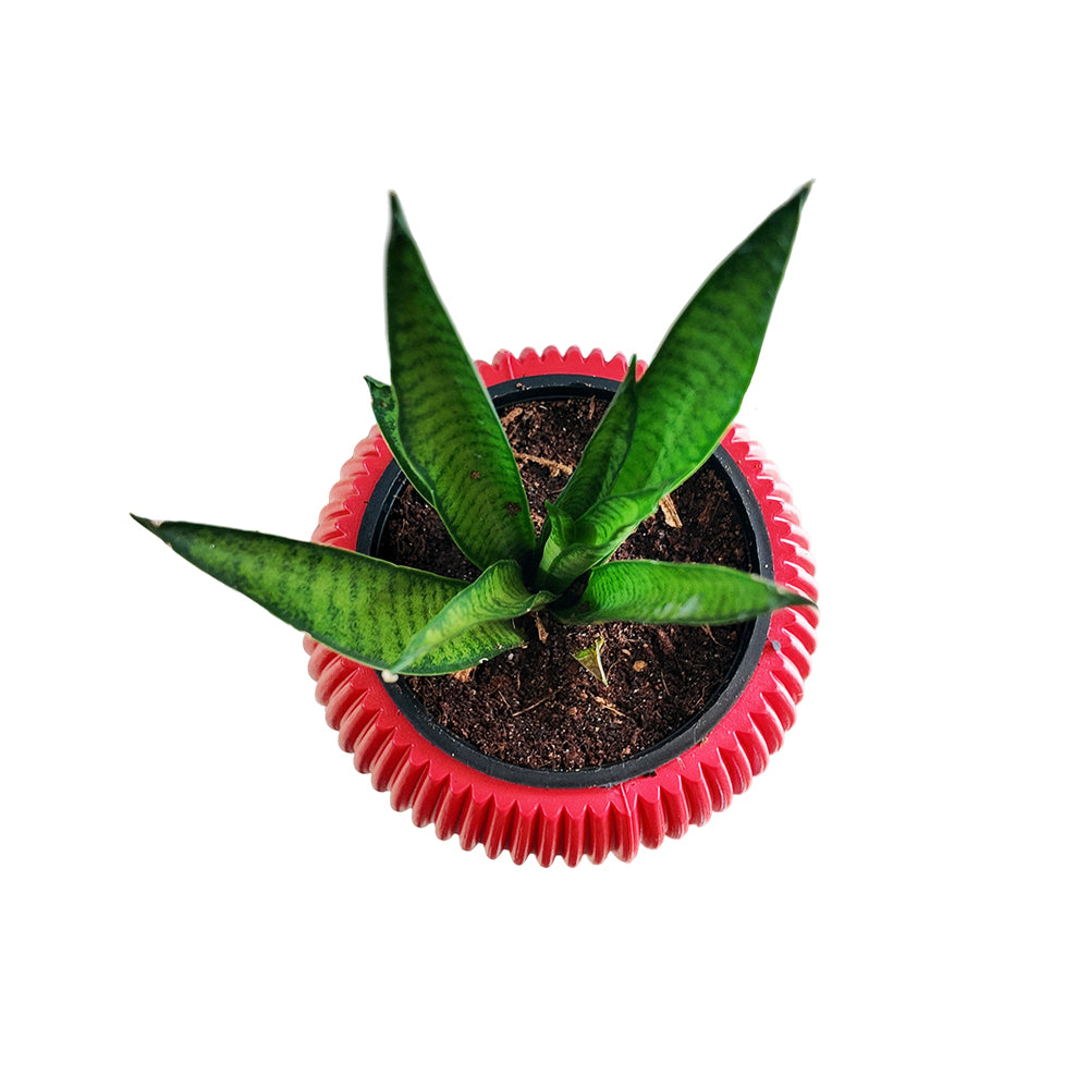 Snake Plant Sansevieria Lilliput With Pot