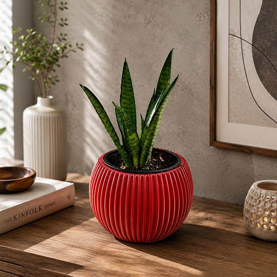 Snake Plant Sansevieria Lilliput With Pot