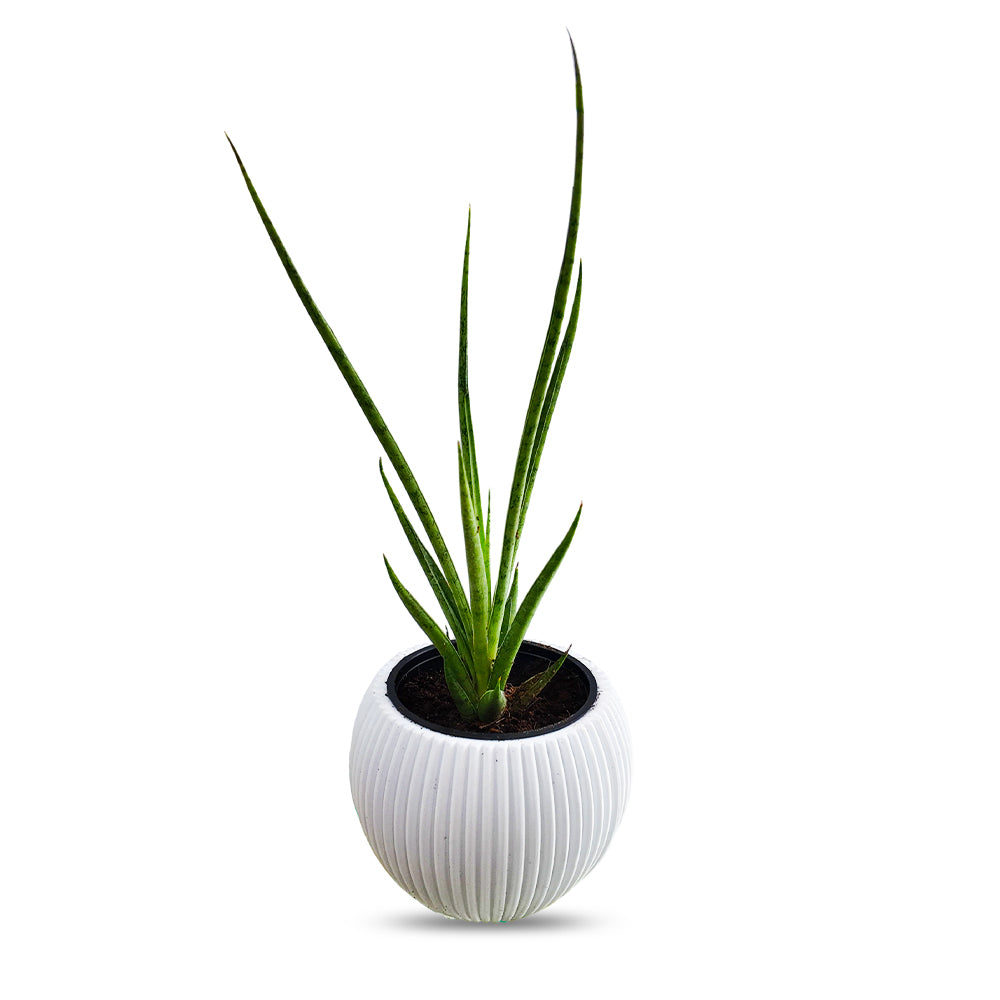 Snake Plant Mikado
