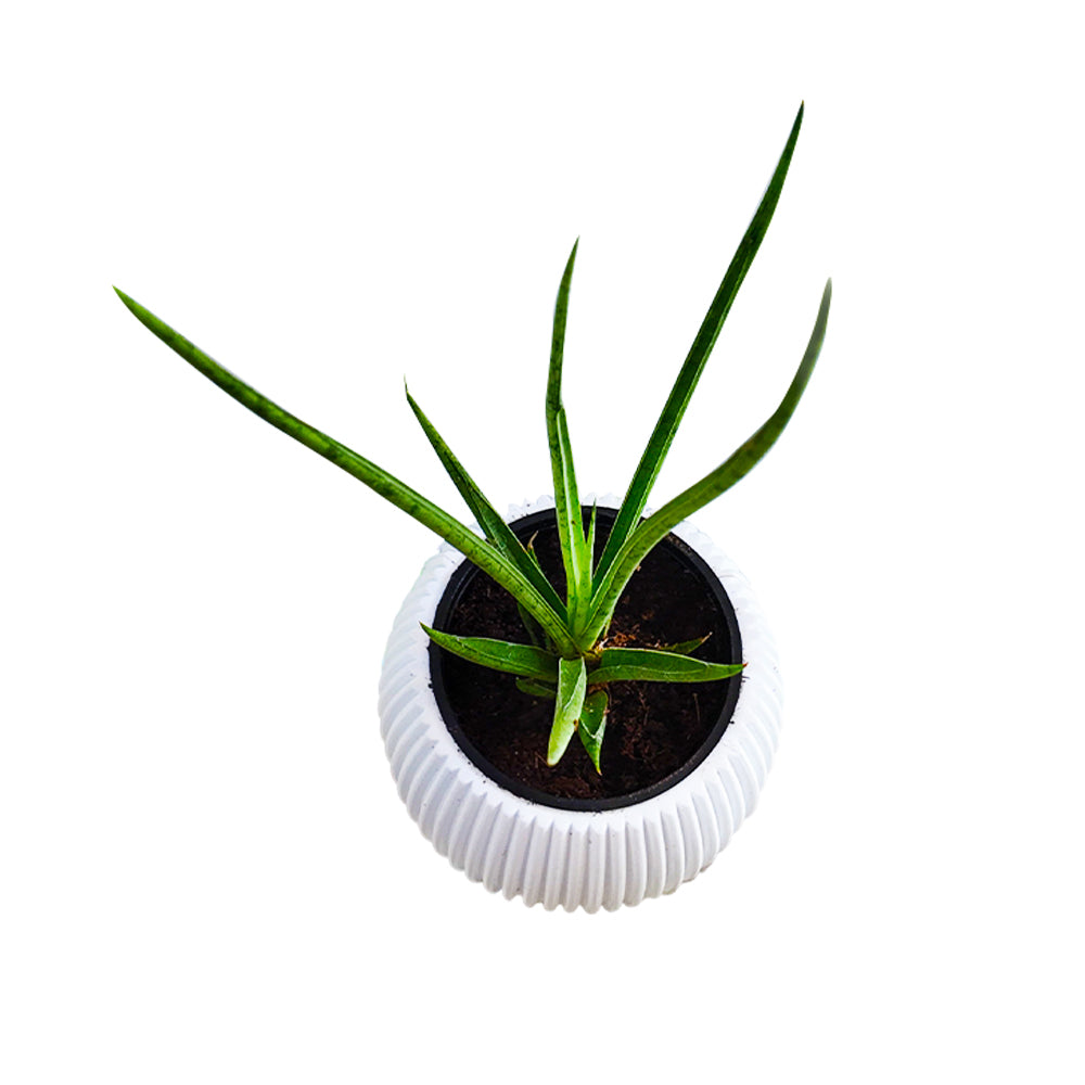 Snake Plant Mikado
