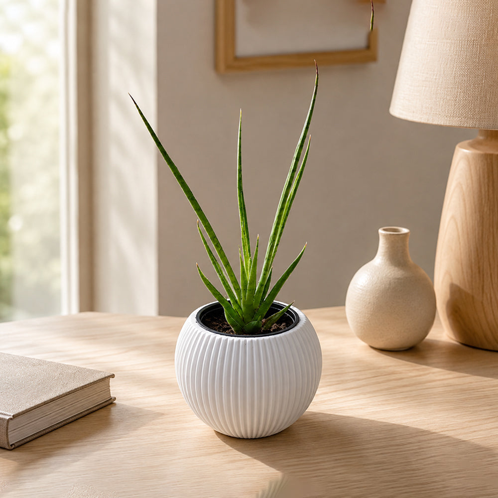 Snake Plant Mikado